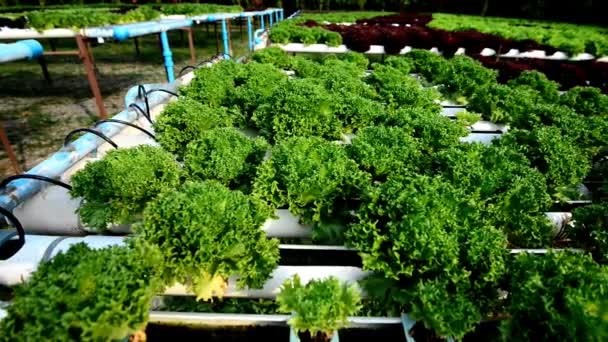 Rangées Semis Laitue Plantes Hydroponiques Biologiques Cultivant Des Légumes Des — Video