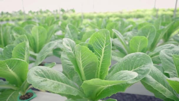 Close Salade Sla Voedselproductie Groente Waterkrachtcentrale Productie Cultiveren Boerderij — Stockvideo