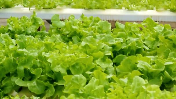 Gewächshausplantage Mit Salatbegrünung Landwirtschaftsbetrieb Pflegt Konzept Für Industrielle Landwirtschaft — Stockvideo