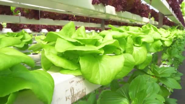 Frisches Gesundes Gemüse Salat Wächst Modernen Bauernsalat Spinat Dolly Shots — Stockvideo