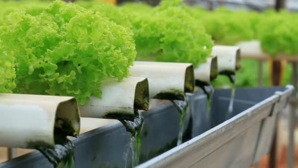 Wassersystem Hydroponischen Gewächshaus Frischer Salat Bio Konzept Für Gesunde Ernährung — Stockvideo