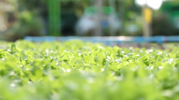 Experts Jardiniers Mains Vérifier Prendre Soin Plantation Hydroponique Salade Scientifique — Video