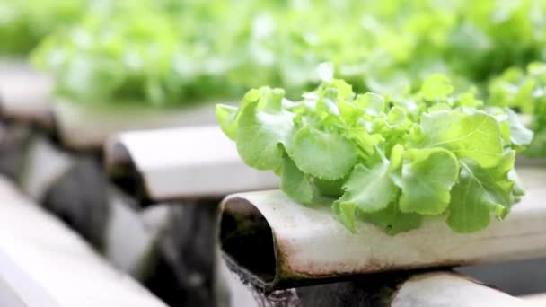 Watersysteem Hydroponische Kas Verse Sla Salade Organisch Gezond Voedsel Concept — Stockvideo