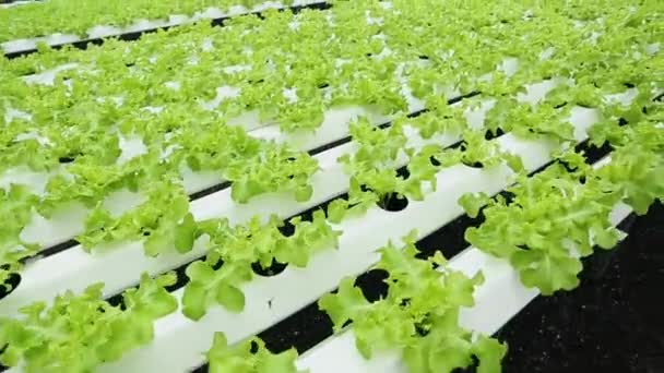 Close Salade Sla Voedselproductie Groente Waterkrachtcentrale Productie Cultiveren Boerderij — Stockvideo