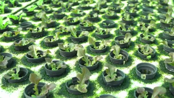 Gesunde Neue Baby Sämlinge Gemüse Auf Hydrokultur Nahrung Grüner Anbau — Stockvideo