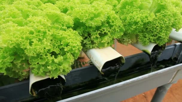 水栽温室新鲜生菜沙拉水系 有机健康食品概念管流动 — 图库视频影像