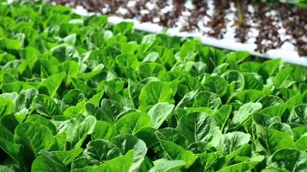 Nahaufnahme Ausgewachsene Gemüsepflanzen Gewächshaus Mit Hydroponischer Methode — Stockvideo