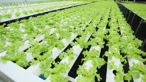 Gezonde Nieuwe Babygroente Hydrocultuur Voedsel Groene Teelt Hydrocultuur Plantage Zonder — Stockvideo
