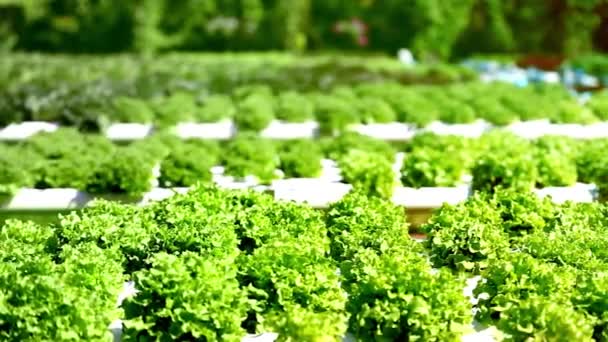 Gemüseanbau Hydroponik Methode Zum Anbau Von Pflanzen Mit Mineralwasser Und — Stockvideo