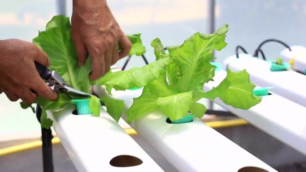 Agriculteur Hydroponique Ferme Biologique Gros Plan Cultiver Des Salades Vertes — Video