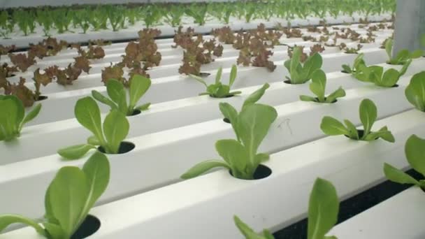 Nouveau Bébé Légume Sain Sur Les Aliments Hydroponiques Green Cultivation — Video