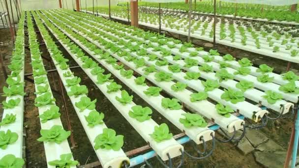 Hydroponics Gewächshaus Baut Salat Zimmerpflanzen Agrarindustrie Biopflanzen — Stockvideo