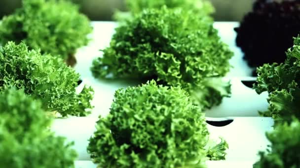 Ziraatçi Hidrofonik Organik Çiftlik Serada Yeşil Salata Sebze Yetiştiriyor — Stok video