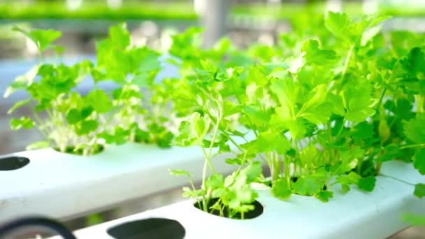Mezőgazdasági Hidroponikus Biogazdaság Közelkép Zöldsaláták Zöldségek Termesztése Üvegházban — Stock videók