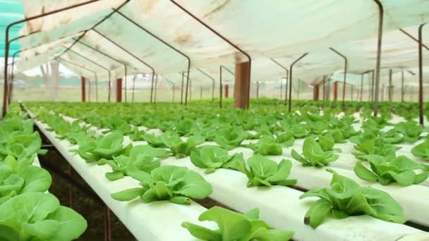 Hydroponics Gewächshaus Baut Salat Zimmerpflanzen Agrarindustrie Biopflanzen — Stockvideo