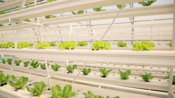 Granja Interior Hidropónica Vertical Cultivo Brotes Lechuga Ecológica Cultivo Verduras — Vídeo de stock