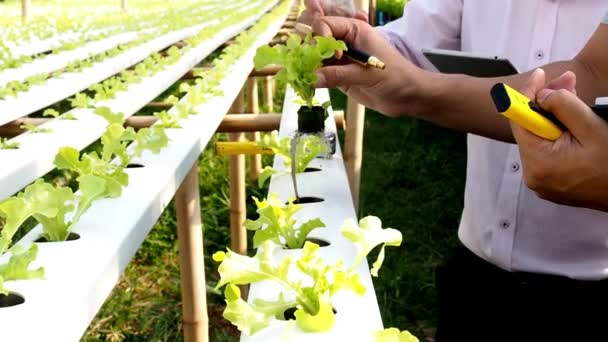 Gartenexperten Kontrollieren Und Kümmern Sich Das Pflanzen Von Salat Biohof — Stockvideo