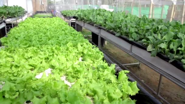 Hydroponic Auf Rohr Gewächshaus Aquakultur Kräuterplantage Mit Bewässerungssystem Hintergrund — Stockvideo