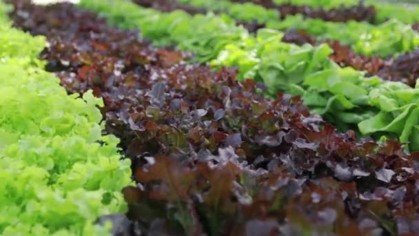 Zöldséggazdaság Növénytermesztés Hidroponikai Módszere Ásványi Tápanyagoldatokkal — Stock videók