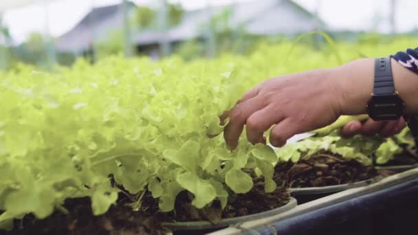 农民在水栽温室蔬菜水栽收获农场绿屋种植 — 图库视频影像