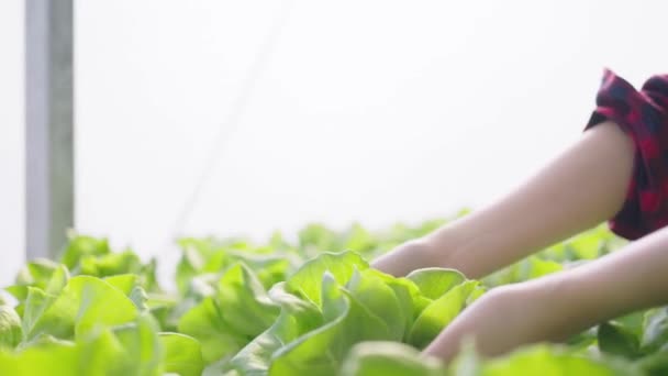 Agriculteur Travaillant Dans Une Serre Hydroponique Légumes Récolte Hydroponique Ferme — Video