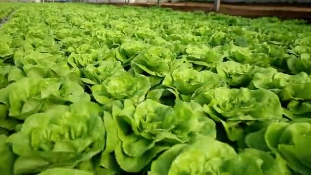 Zeleninová Farma Hydroponická Metoda Pěstování Rostlin Vodními Minerálními Živinovými Roztoky — Stock video