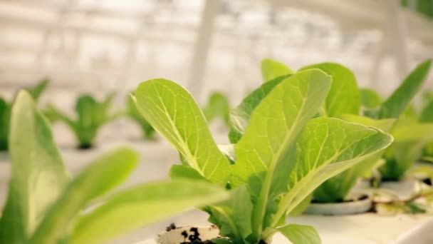 Vertikální Hydroponická Vnitřní Farma Pěstování Organických Salátových Klíčků Čerstvé Organické — Stock video