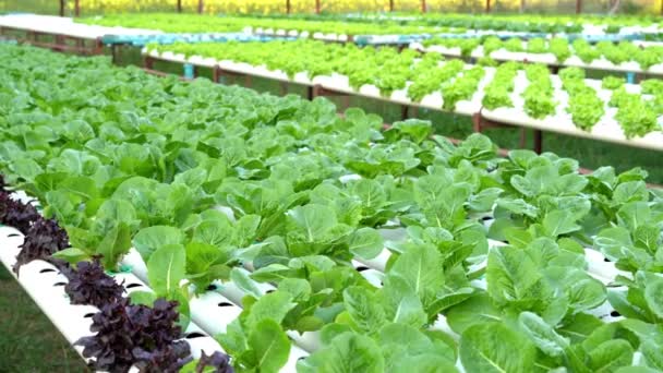 无土水栽植物农场生态有机农业系统新鲜绿色沙拉 — 图库视频影像