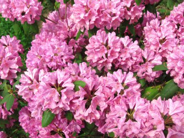 Bahçede bir rhododendron güzel çiçek açtı.