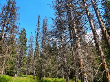 Çernobil yakınlarındaki radyasyondan dolayı kurak orman