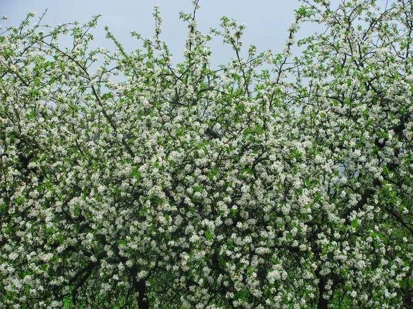 Яблуні Красиво Розквітли Весняному Саду — стокове фото