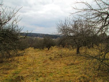 Çiçek açmadan önce baharın başında güzel bir elma bahçesi.
