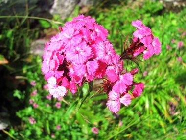 Yazın, Dianthus Compactus Alp çayırlarında güzel bir çiçek açar.