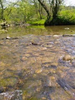Yazın vahşi doğada sessiz bir nehir.