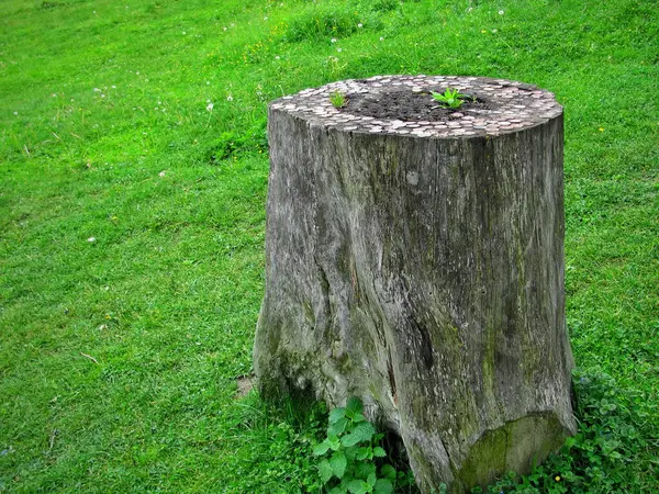 An old table for tourists to rest from a tree log in a meadow
