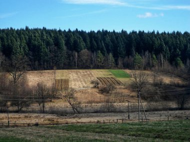Tepedeki köknar ormanı.