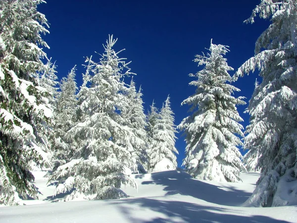 Met Sneeuw Bedekte Dennenbomen Het Bos Winter Stockfoto