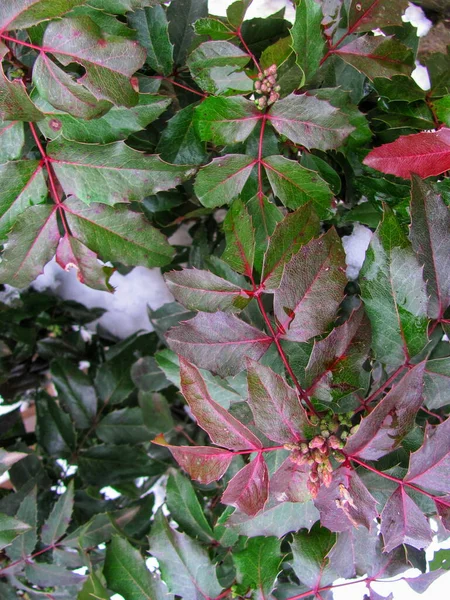 Evergreen holly leaves with distinctive red veins against a backdrop of winter snow