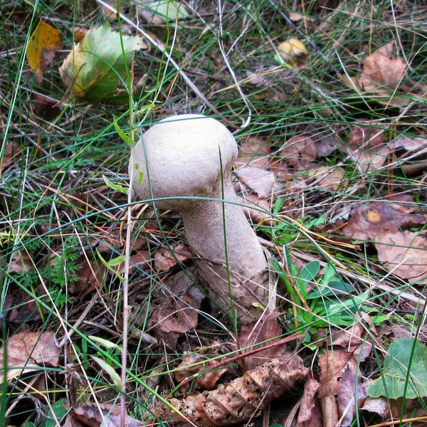 A single mushroom emerging amongst fallen leaves and grass