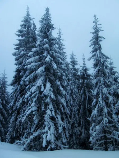 Snow-laden evergreens stand tall at dusk in a serene forest