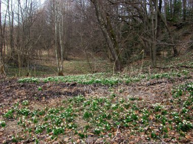 İlkbahar çiçeklerinden oluşan bir halı, kardelen (Galanthus), orman zeminini örterek kışın bittiğinin sinyallerini verir.