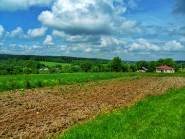 Taze patates filizleri İlkbaharın başlarında canlı bir tarlayı noktalar.