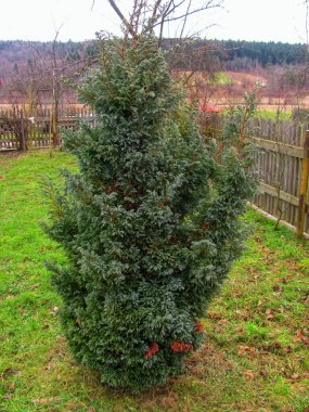 Güçlü bir ardıç ağacı baharda filizlenir.