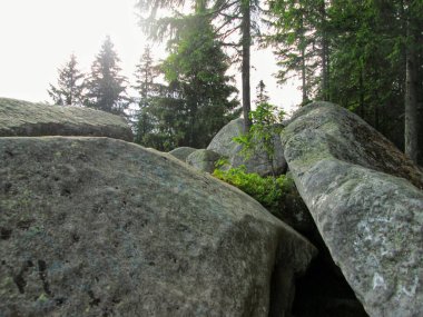 Dağlık bir orman yamacındaki yüksek ağaçların arasına yuva yapmış büyük kayalar.