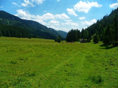 Yazın güzel alp çayırları