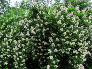 Narin beyaz çiçeklerle kaplı yemyeşil bir çalı doğal güzelliğin çarpıcı bir gösterisini yaratıyor.