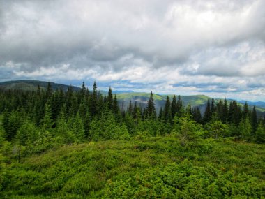 Bereketli yeşil orman ve otlarla kaplanmış yaz dağlarının nefes kesici manzarası.