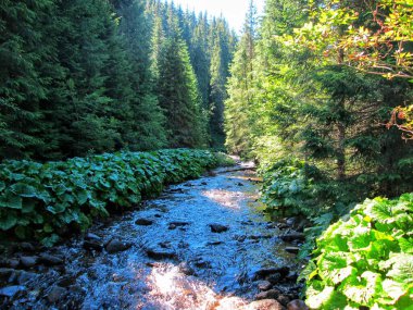 Manzaralı bir dağ deresi, yukarıdaki sık ve yeşil bir ormanın içinden akar.