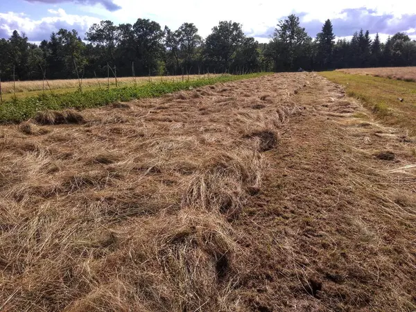 stock image Hay drying under the summer sun in an open field