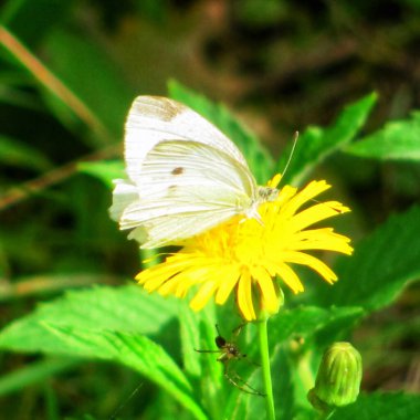 A brimstone butterfly rests on a yellow flower during autumn, with a small insect nearby clipart